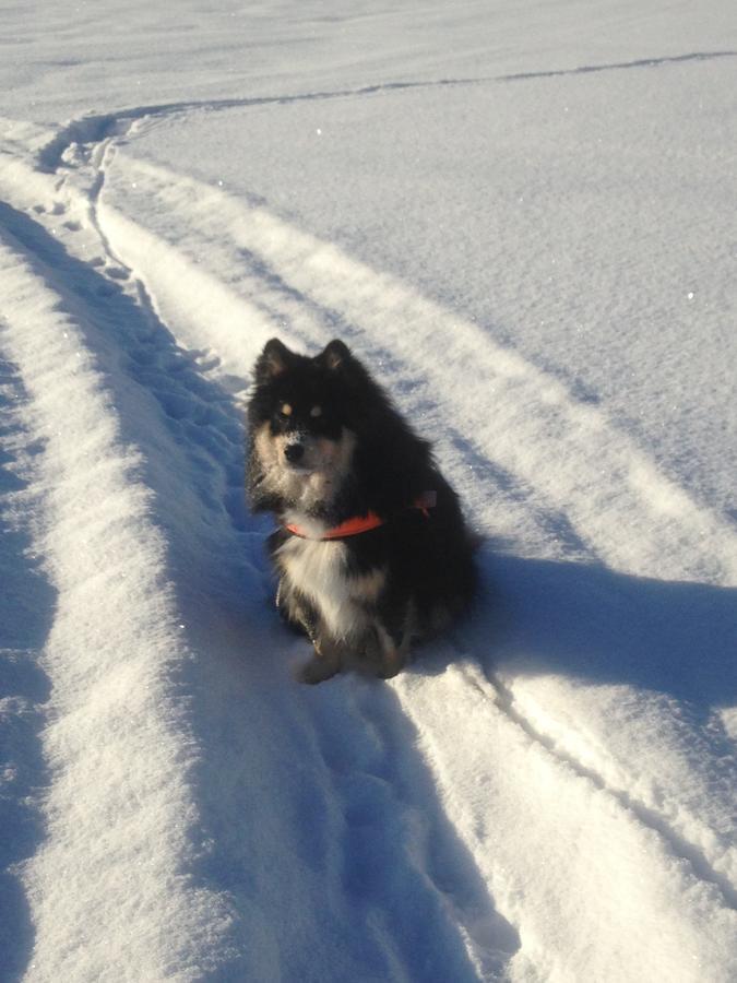 Mora Vandrarhem Och Gaesthem Vinäs Buitenkant foto
